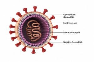 hantavirus