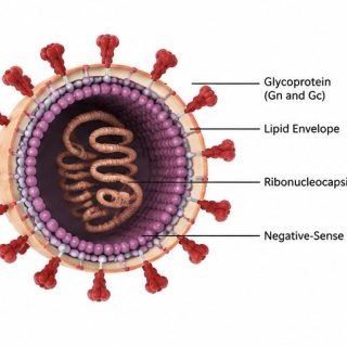 hantavirus
